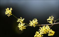 Blütenzweig Blütenzweig