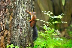 Eichhörnchen Eichhörnchen