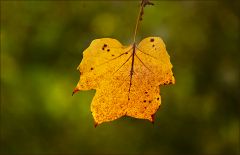 Verwelkendes Blatt Verwelkendes Blatt