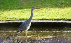 Fischreiher Fischreiher