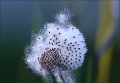 Flugsamen der Herbstanemone Flugsamen der Herbstanemone