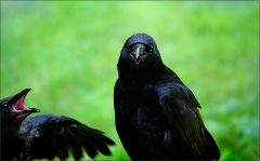 Um Futter bettelnder Jungrabe Um Futter bettelnder Jungrabe