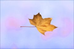 Vom Wind verweht Vom Wind verweht