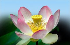 Lotosblume