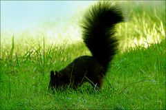 Eichhörnchen Eichhörnchen