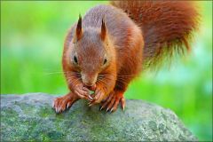 Eichhörnchen Eichhörnchen