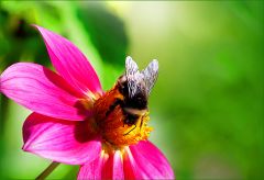 Hummel auf einer Dahlie