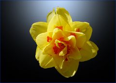Narcissus Tahiti