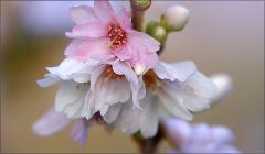 Blüten am Baum der Schneekirsche