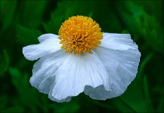 Kalifornischer Baummohn