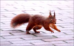 Eichhörnchen Eichhörnchen