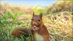 Eichhörnchen Eichhörnchen