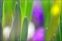 Lebensenergie: Wachstum im Frühling Lebensenergie: Wachstum im Frühling