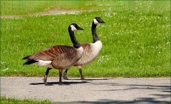 Gänsepaar Gänsepaar