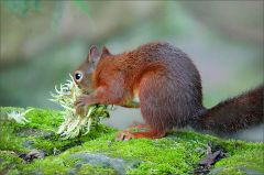 Eichhörnchen Eichhörnchen