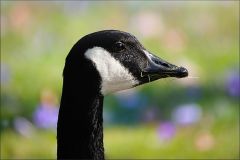 Kanadagans Kanadagans