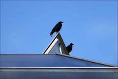 Zwei Raben Zwei Raben