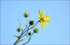 Herbstblume im September