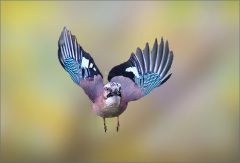 Eichelhäher im Anflug