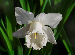 Weisse Narzisse Weisse Narzisse