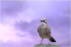 Eichelhäher Eichelhäher