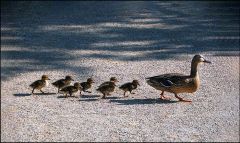 Entenfamilie Entenfamilie
