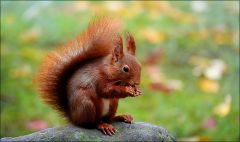 Eichhörnchen im Oktober Eichhörnchen im Oktober