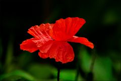 Mohn Mohn