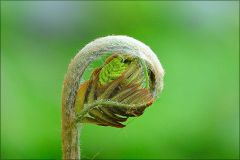 Farnknospe Farnknospe