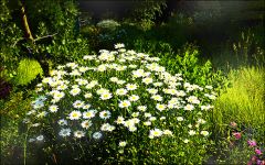Sommer