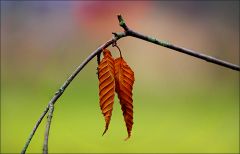 Verwelkte Blätter an einem Zweig