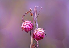 Verwelkte Strohblumen