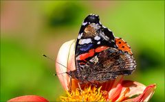 Admiralfalter Admiralfalter