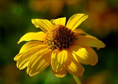 Botanischer Name: Heliopsis helianthoides