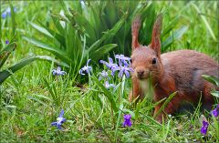 Eichhörnchen Eichhörnchen