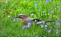 Eichelhäher in der Frühlingswiese Eichelhäher in der Frühlingswiese