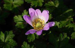 Kleine Anemone