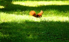 Eichhörnchen Eichhörnchen