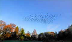 Vogelschwarm Vogelschwarm