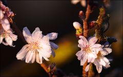 Blüten der Schneekirsche