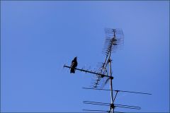 Antenne Antenne