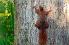 Eichhörnchen am Baumstamm