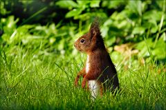 Eichhörnchen Eichhörnchen