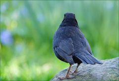 Amsel Amsel