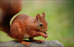 Eichhörnchen Eichhörnchen