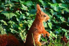 Eichhörnchen