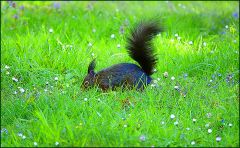 Eichhörnchen