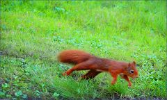 Eichhörnchen Eichhörnchen