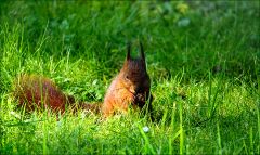 Eichhörnchen Eichhörnchen