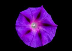 Windentrichterblume Windentrichterblume